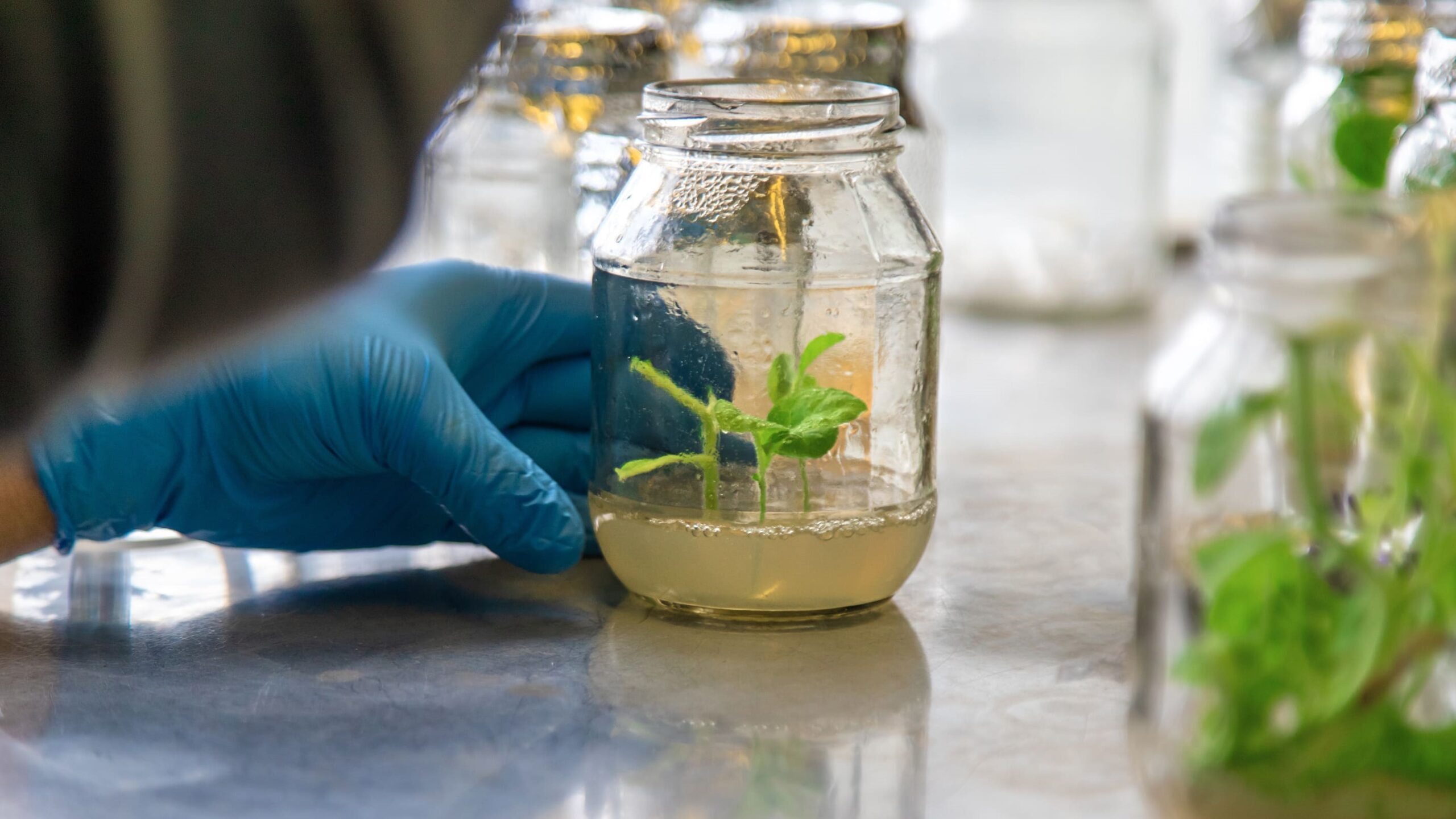 laboratory-jars-with-plants-selective-focus-2024-12-19-20-14-17-utc (1)